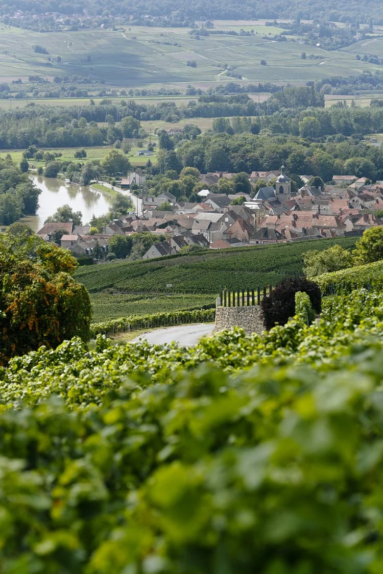 Vinice Champagne Geoffroy nad údolím Marny