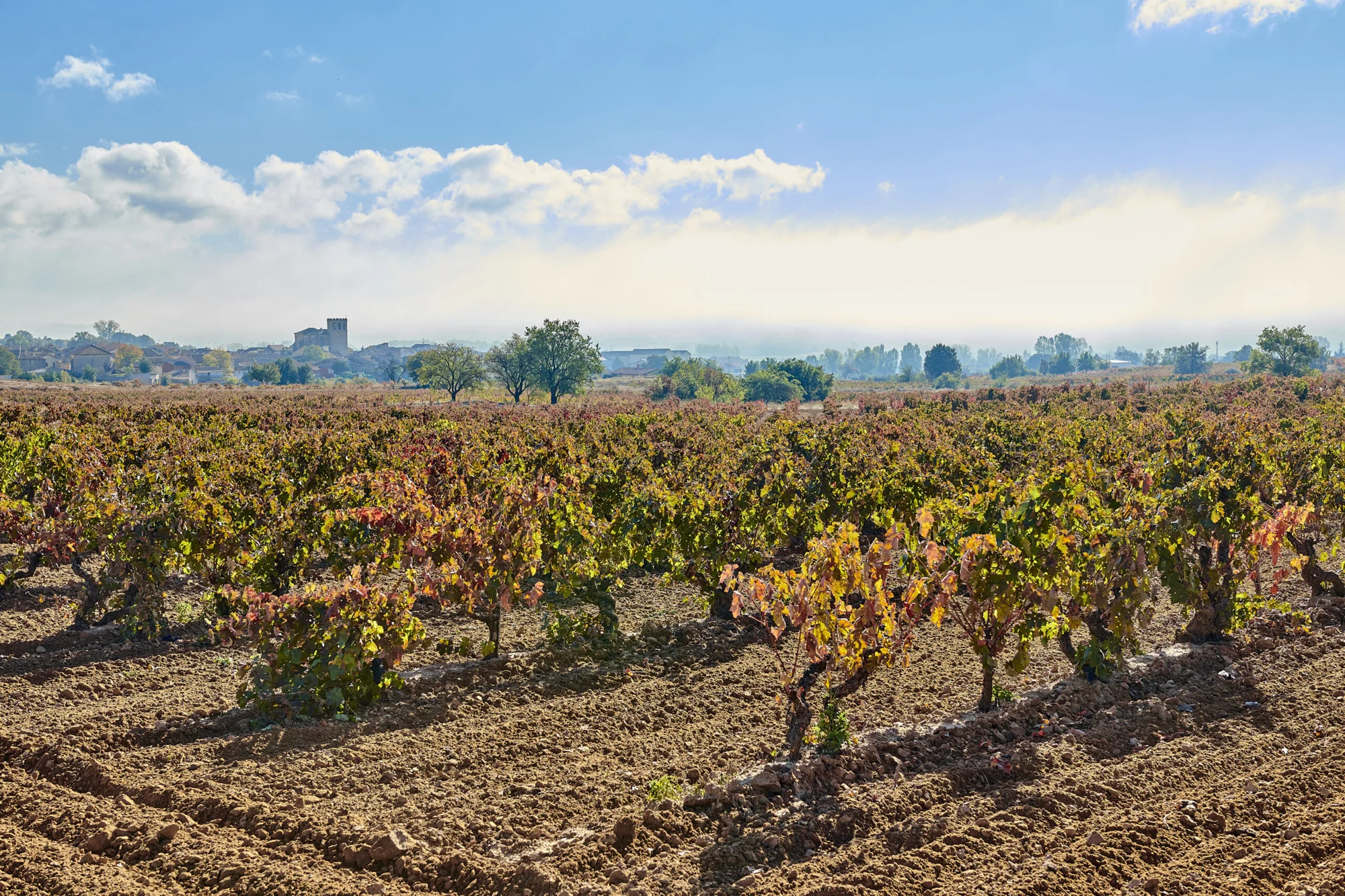 Vinice Cillar de Silos v oblasti Ribera del Duero