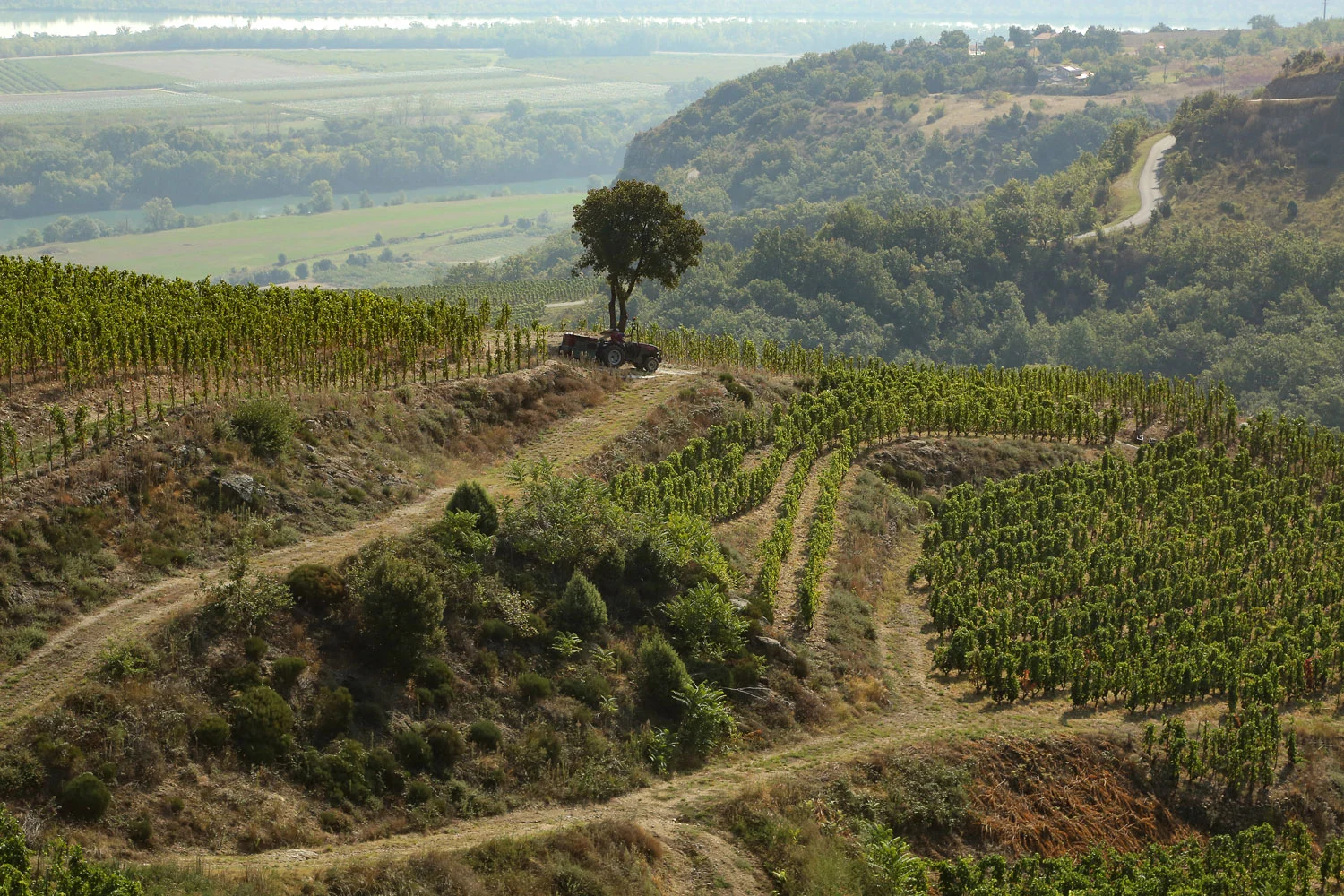 Vinice Domaine Courbis na svazích severní Rhôny