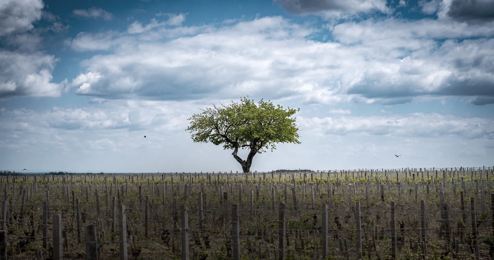 Vinice Domaine Philippe Naddef v Burgundsku